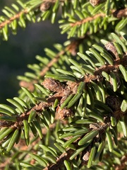 Picea omorika