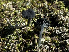 Arrhenia chlorocyanea