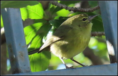 Leiothlypis celata lutescens