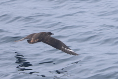 Stercorarius chilensis