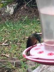 Campylopterus falcatus