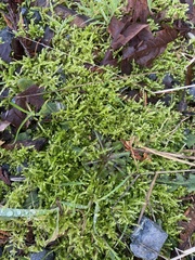 Lophocolea bidentata