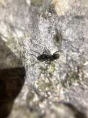 Dolichoderus bispinosus