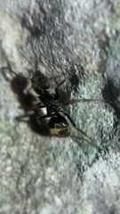 Dolichoderus bispinosus