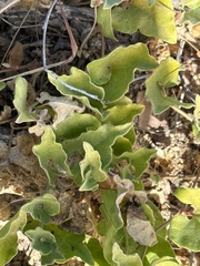 Aristolochia