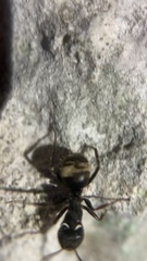 Dolichoderus bispinosus