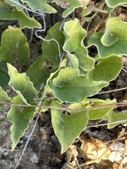 Aristolochia