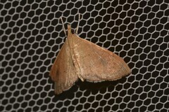 Hyalobathra crenulata