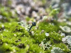 Arrhenia chlorocyanea