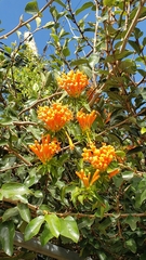Pyrostegia venusta