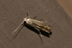 Thiotricha atractodes