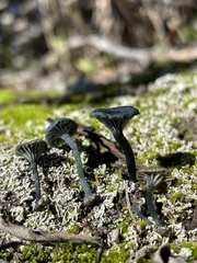 Arrhenia chlorocyanea