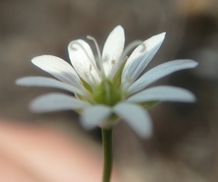 Stellaria longipes