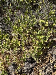 Aristolochia
