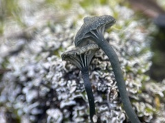 Arrhenia chlorocyanea