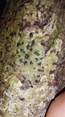 Bathelium carolinianum