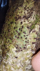 Bathelium carolinianum