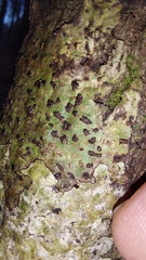 Bathelium carolinianum