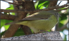 Leiothlypis celata lutescens