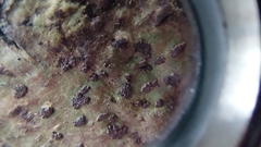 Bathelium carolinianum