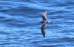 Pterodroma longirostris