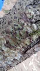 Bathelium carolinianum