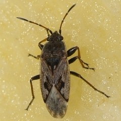 Sphragisticus nebulosus