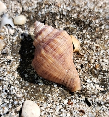Muricoidea