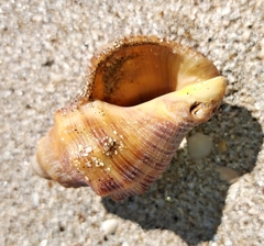 Muricoidea
