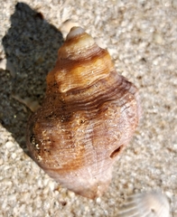 Muricoidea