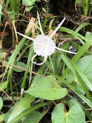 Hymenocallis palmeri