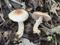 Agaricus kerriganii