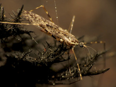 Amphineurus hudsoni