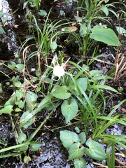 Hymenocallis palmeri