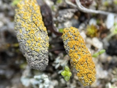 Caloplaca subpyraceella