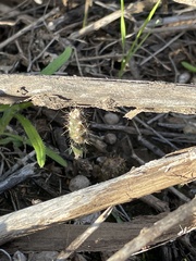 Cylindropuntia acanthocarpa