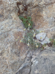 Artemisia umbelliformis