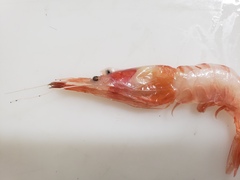 Pasiphaea tarda