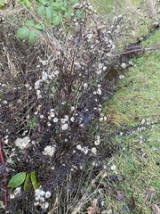 Anaphalis margaritacea