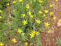 Menodora scabra