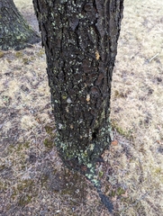 Phloeotribus liminaris