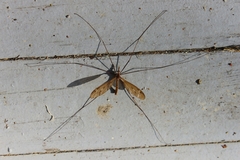 Tipula ultima