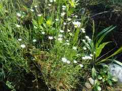 Stellaria longipes
