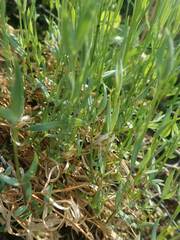 Stellaria longipes