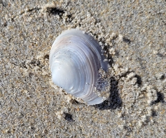 Tellinidae