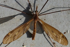 Tipula ultima