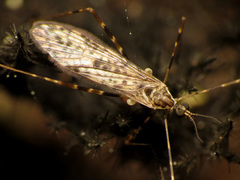 Amphineurus hudsoni