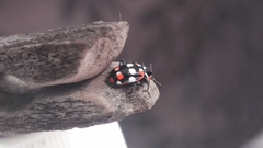 Eriopis connexa