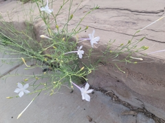 Ipomopsis longiflora