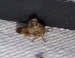 Telamona decorata